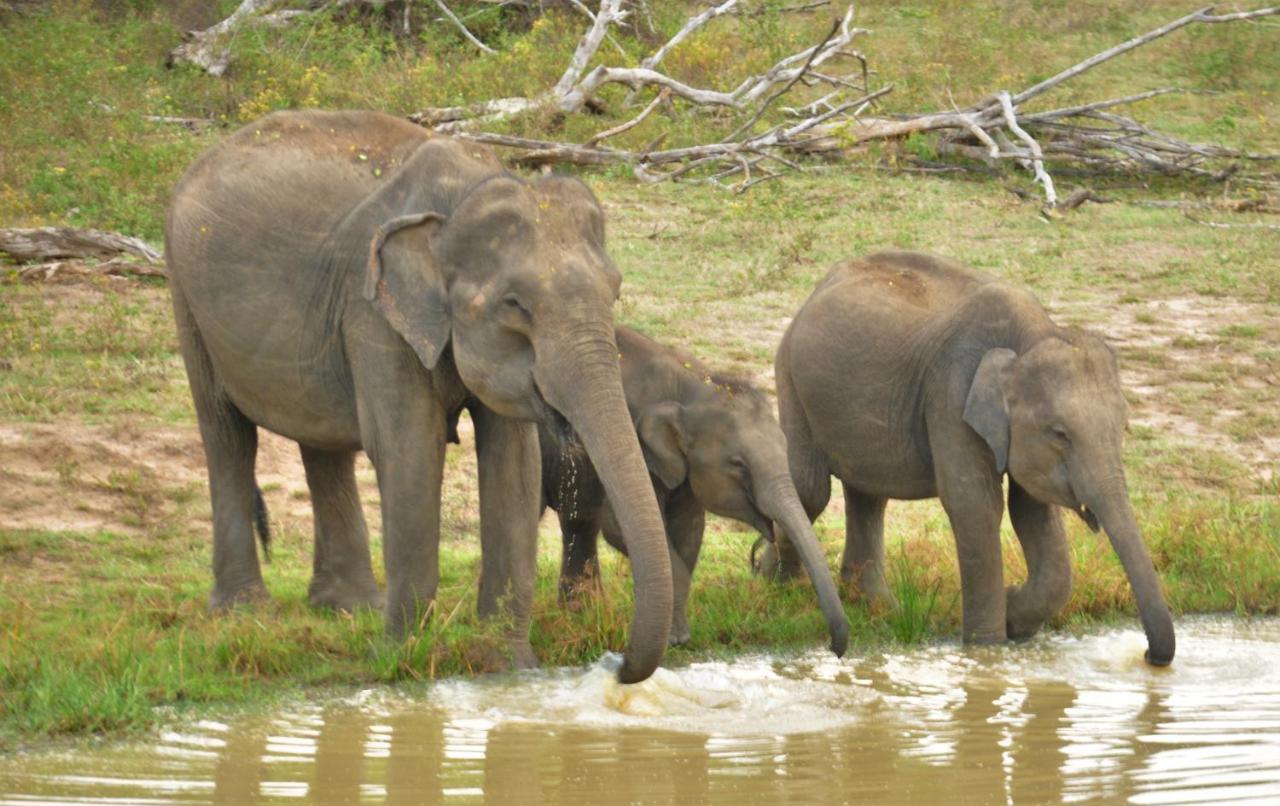 Ranakeliya Lodge - Yala Eksteriør billede